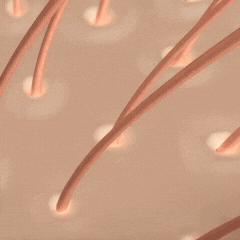 WurzelVital™ | Shampoo für das Nachwachsen der Haarwurzeln