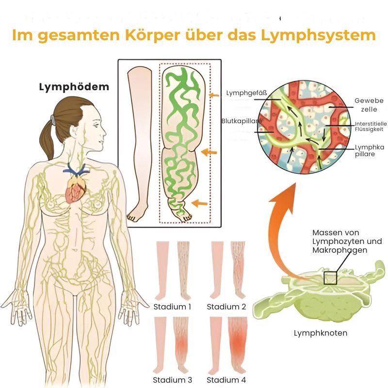 DetoxPerlen™ | Bienengift Lymphdrainage Detox zur Gewichtsabnahme